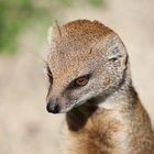 suricata suricatta - erdmaennchen