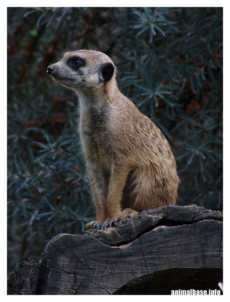 Suricata suricatta - Erdmännchen V