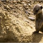 [Suricata suricatta | Slender-tailed Meerkat]