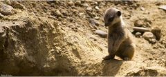 [Suricata suricatta | Slender-tailed Meerkat]