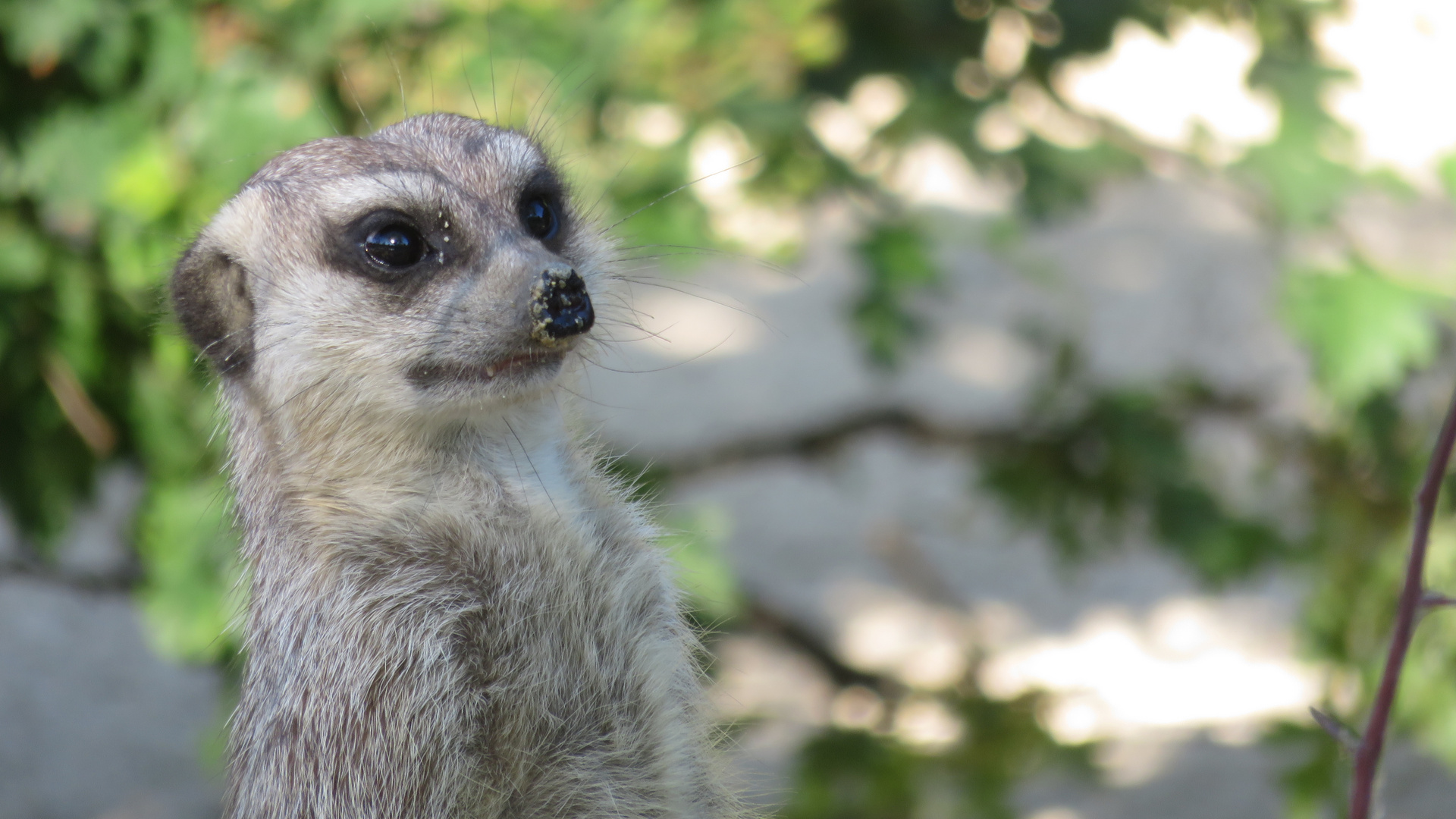 Suricata suricatta - von der Achtsamkeit