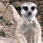 Suricate