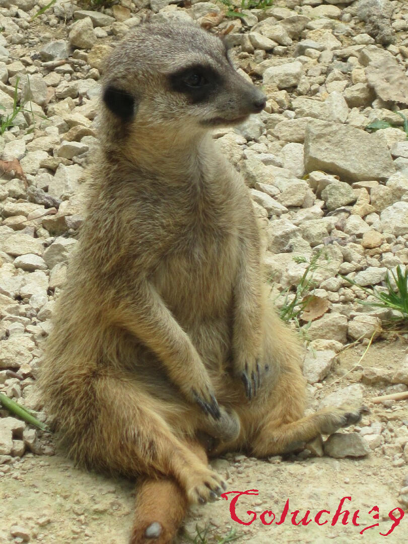 Suricate