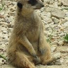 Suricate