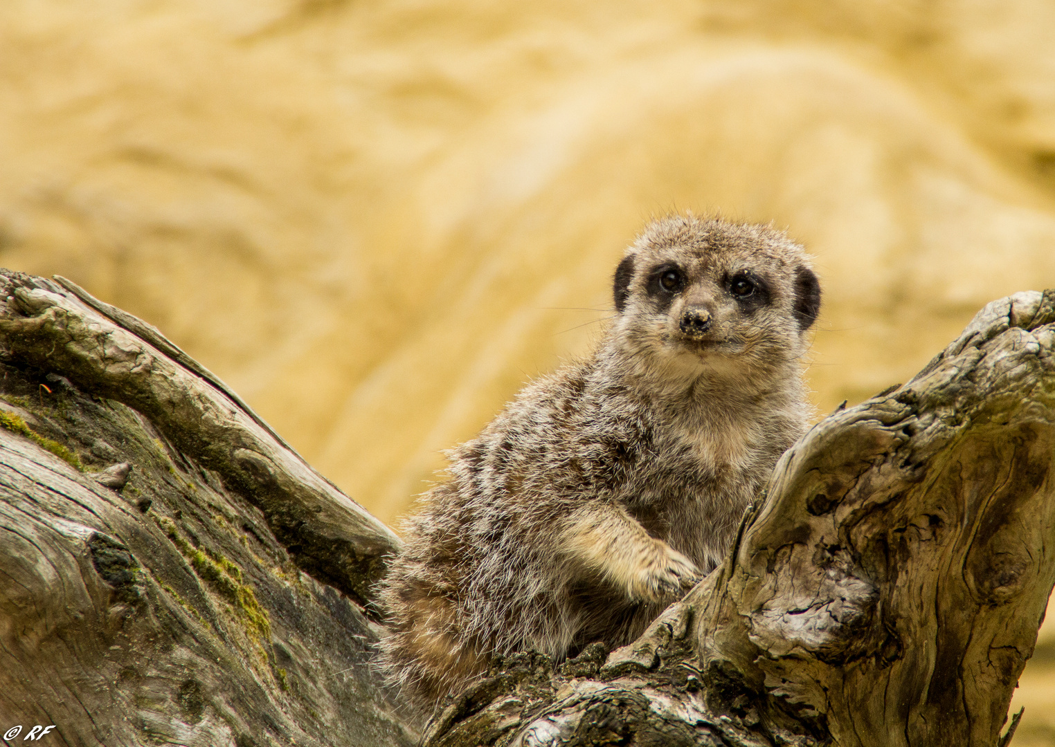 Suricate