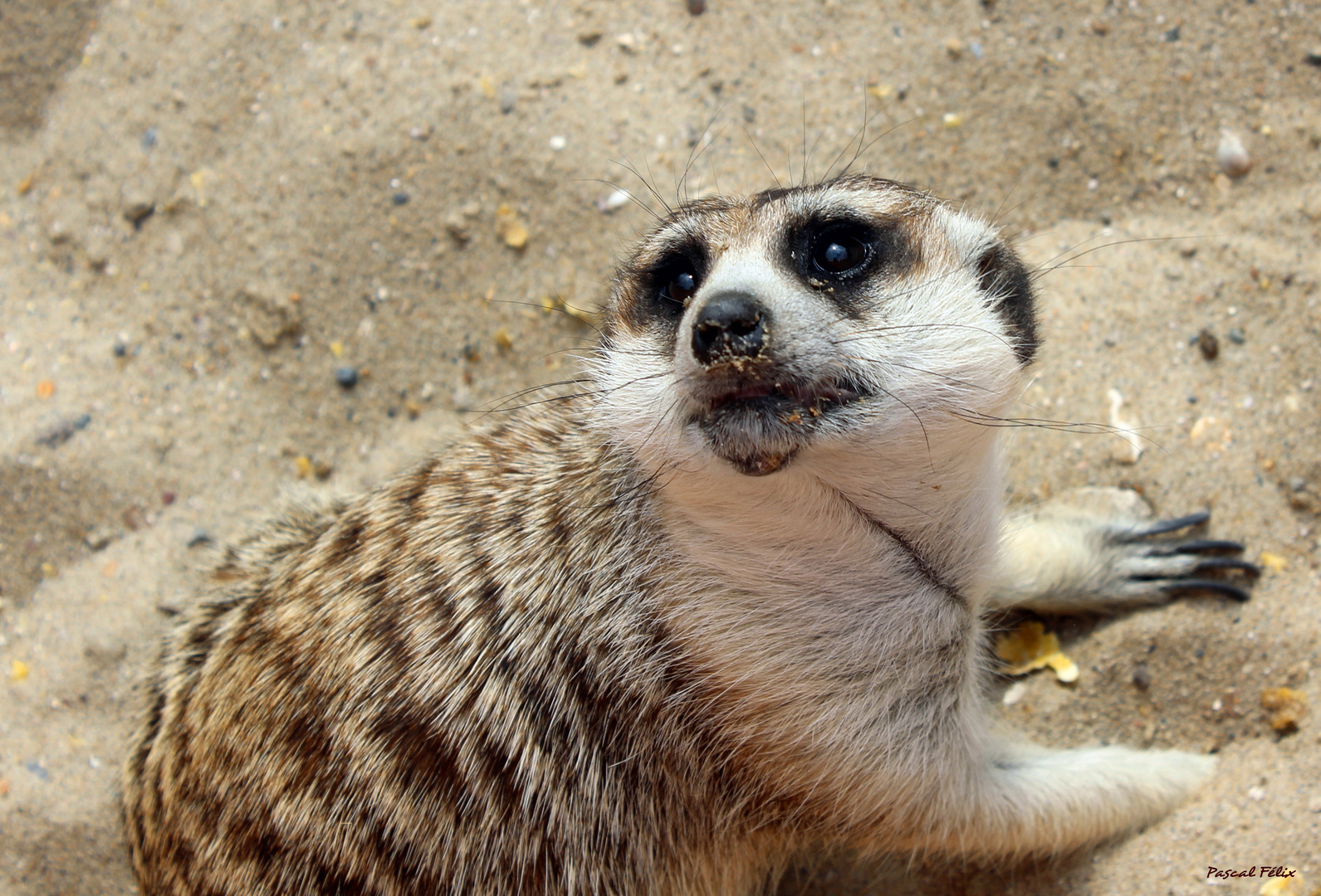 Suricate