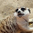 Suricate