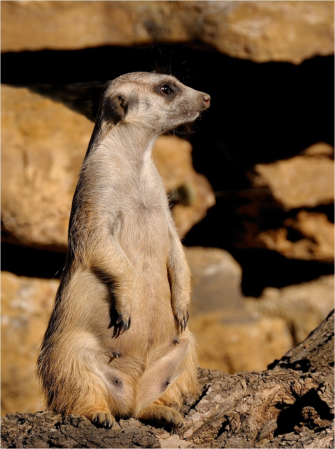 SURICATE