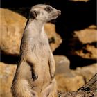 SURICATE