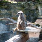 Suricate