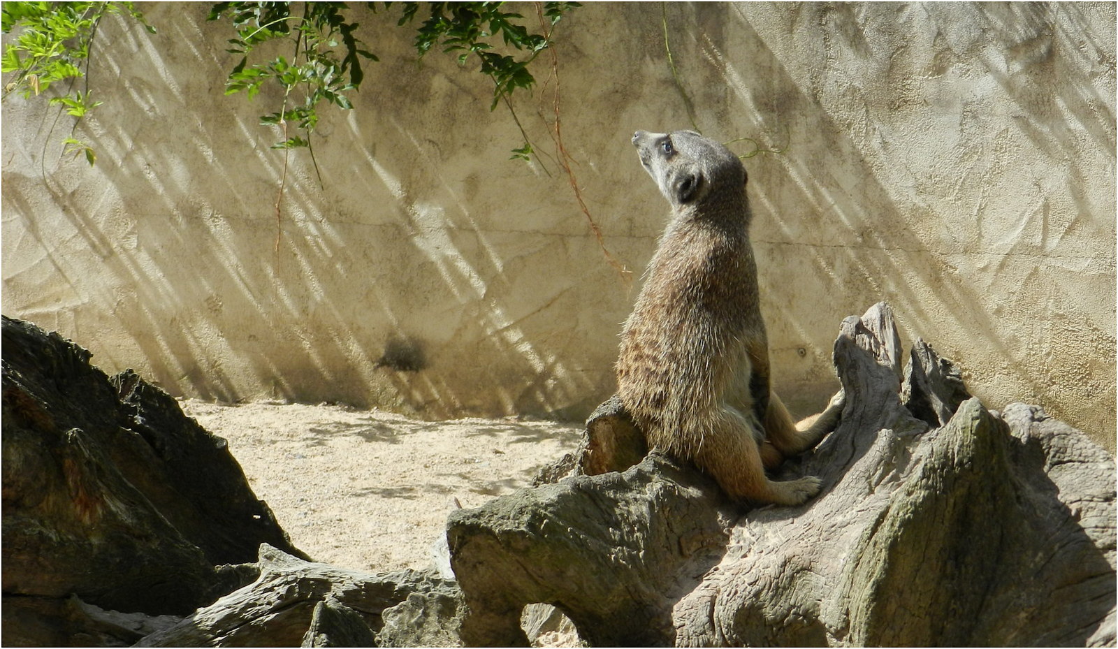 suricate