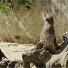 suricate