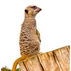 Suricate