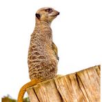 Suricate