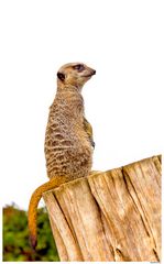 Suricate