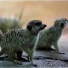 Suricate