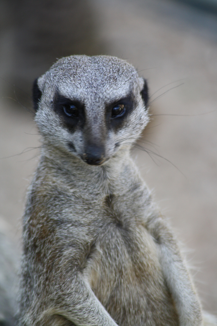 Suricate