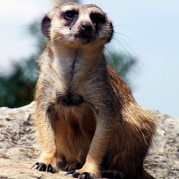 SURICATE