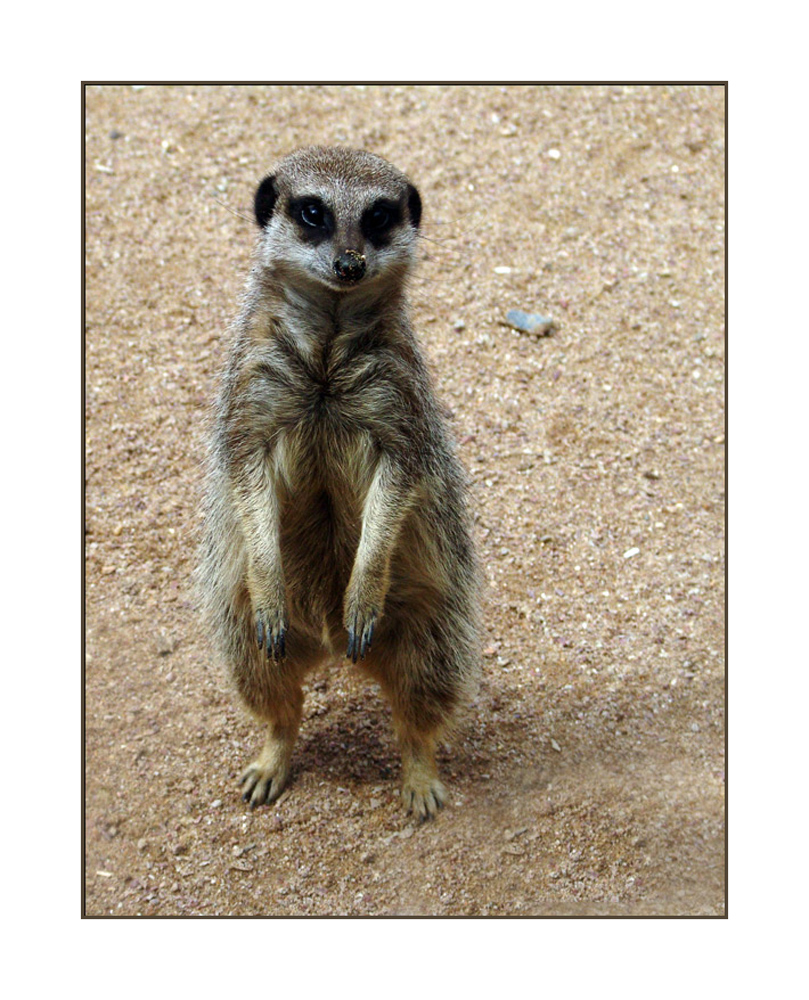 "Suricate"