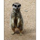 "Suricate"