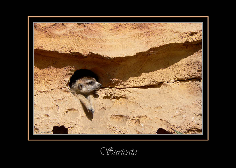 Suricate