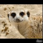 SURICATE