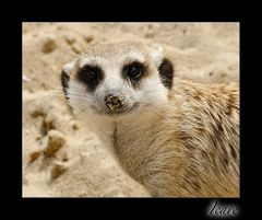 SURICATE