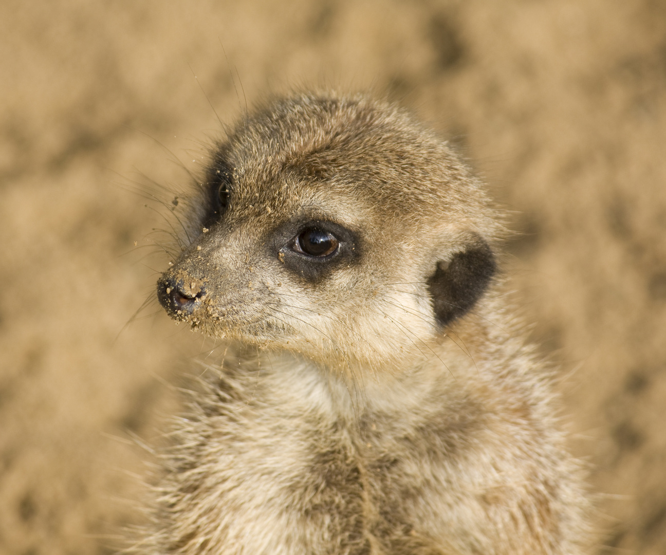 Suricate