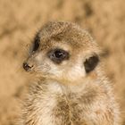 Suricate