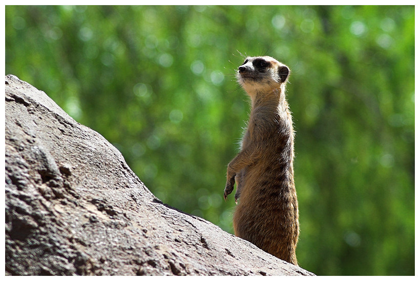 Suricate