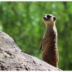 Suricate