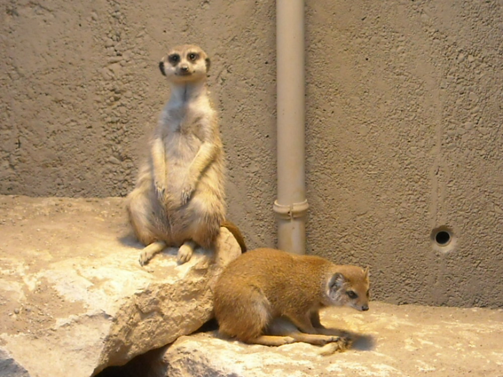 Suricates [zoo Knie]