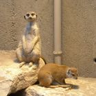 Suricates [zoo Knie]