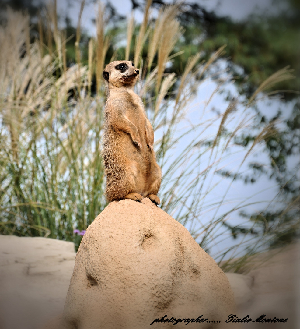 ...suricati del Kalahari