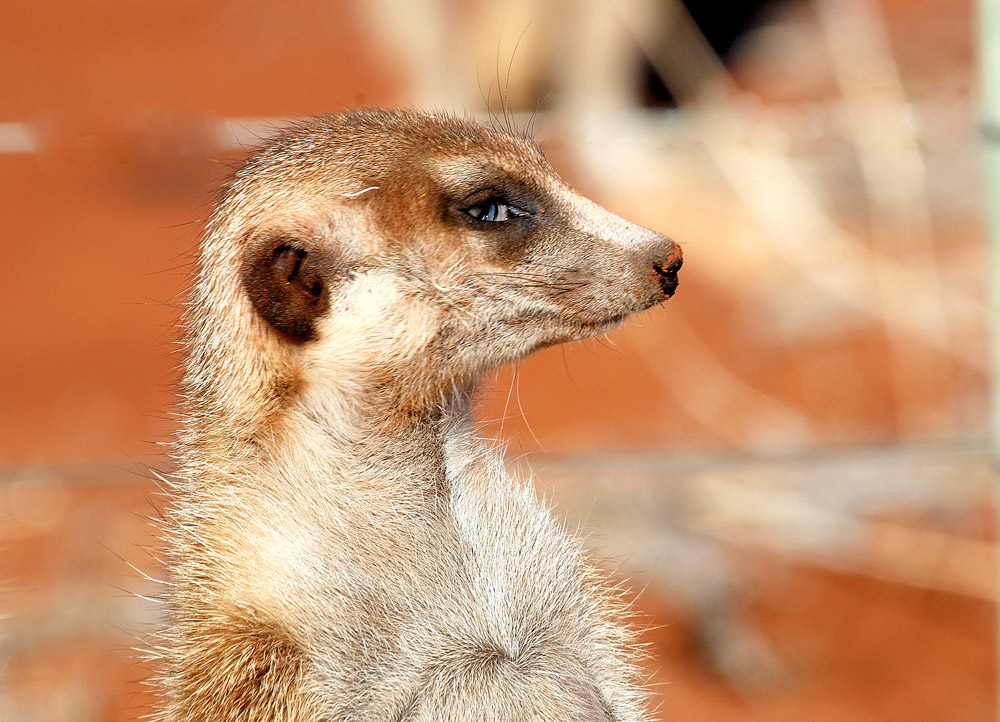 Suricato (Deserto del Kalahari - Namibia)