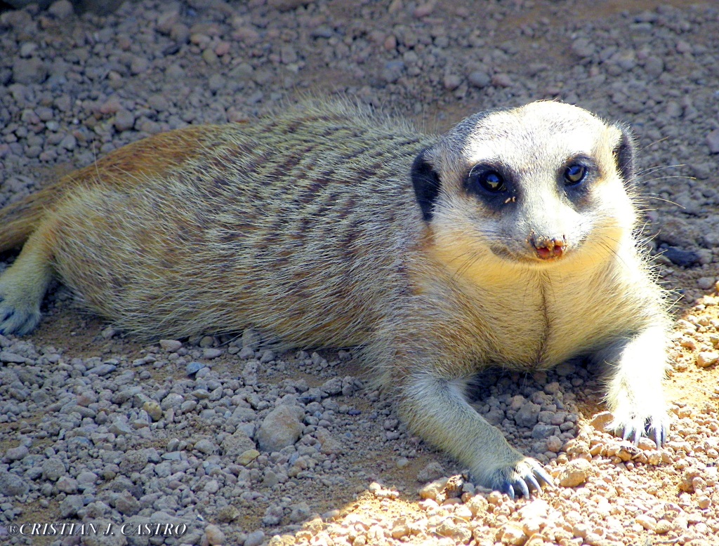 SURICATO TAKE THE SUN OF VALENCIA ZOO