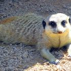 SURICATO TAKE THE SUN OF VALENCIA ZOO