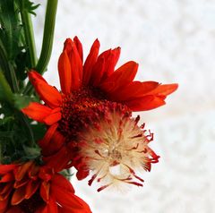 « Surinflorescence » d’un gerbera - « Überblume » von einem Gerbera