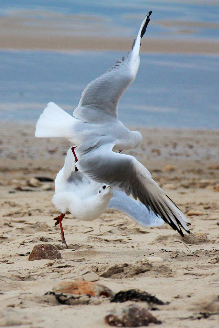 Surlac sur mer Möve (2)