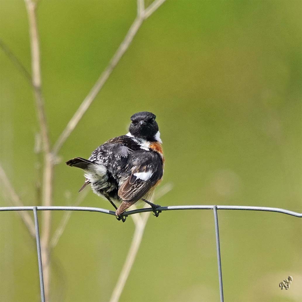 Surpris en pleine toilette .....