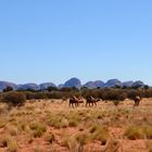 Surprise, camels before Kata Tjuta