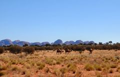 Surprise, camels before Kata Tjuta