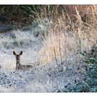 Surprise dans le givre