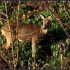 "Surprise dans mon jardin" *2