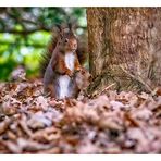 Surprised and watchful squirrel