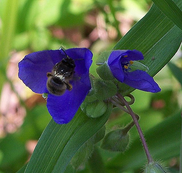 surprised by a bee!