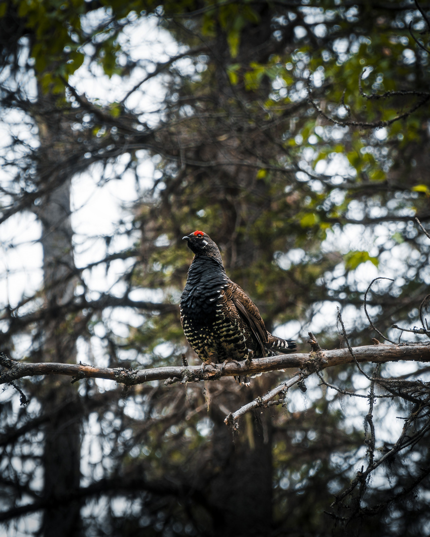 Surprised by this capercaillie in the woods of british columbia. 