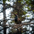 Surprised by this capercaillie in the woods of british columbia. 