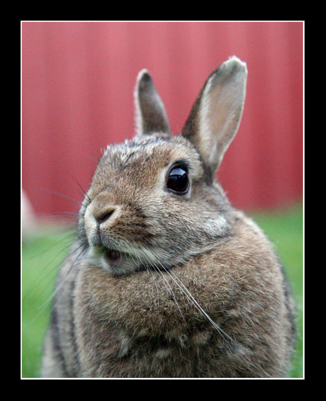 Surprised rabbit