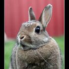 Surprised rabbit